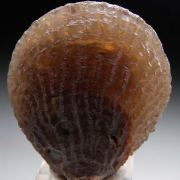 Agate after Shell