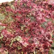 Erythrite.