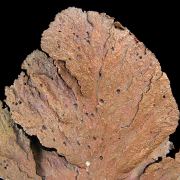 Copper / (leaf-like specimen)