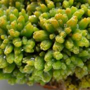 Pyromorphite