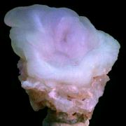 Quartz var. chalcedony