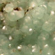 Smithsonite