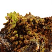 Pyromorphite.