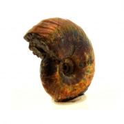 Ammonite Fossil Desmoceras pearly.