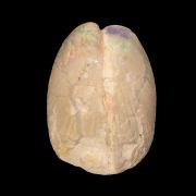 Opal Replacing Bivalve fossil / 22.90 grams / Coober Pedy, Australia