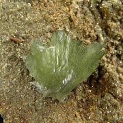 Ludlamite on Pyrite