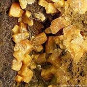 Wulfenite