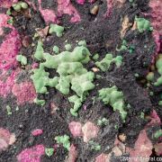 Malachite on Cobaltian Calcite