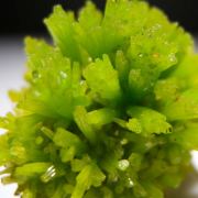 Pyromorphite