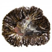 Goethite with Quartz / (var - “Smoky”)