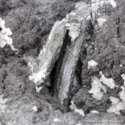 Native Arsenic with Stibnite and Calcite