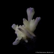 Calcite stalactites