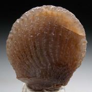 Agate after Shell