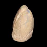 Opal Replacing Bivalve fossil / 22.90 grams / Coober Pedy, Australia