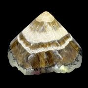 Baryte, marcasite