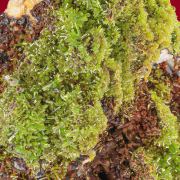 Pyromorphite 