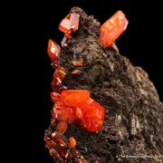 Wulfenite