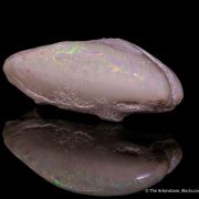 Opal replacement of bivalve Fossil