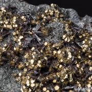 Hutchinsonite with Pyrite