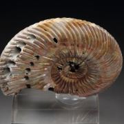 iridescent PYRITE replacing AMMONITE