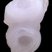 Quartz var. chalcedony