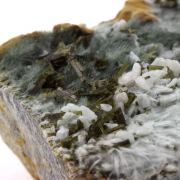 Epidote + Albite + Byssolite. 950.0 ct.