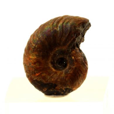 Ammonite Fossil Desmoceras pearly.