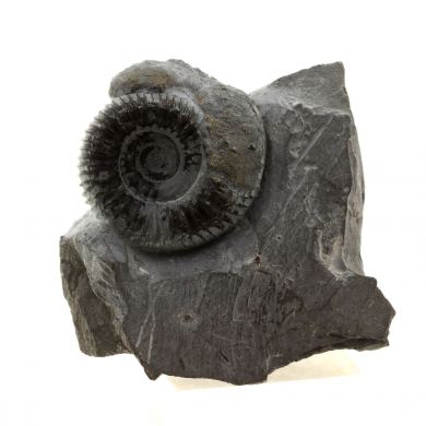 Pyritized ammonite.