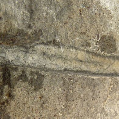 Fossil Belmnoid