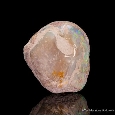 Opal replacement of Clam Fossil