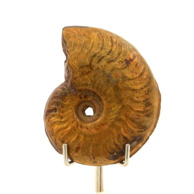 Ammonite Cléonicères Besairiei 181.90 ct.