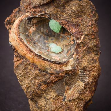 Anapaite in Shell