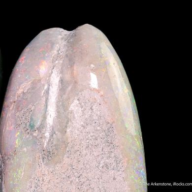 Opal replacement of bivalve Fossil