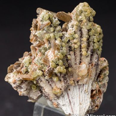 Prehnite, Stilbite on Laumontite after Anhydrite