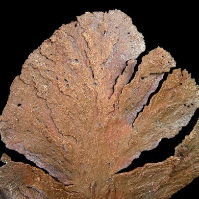 Copper / (leaf-like specimen)