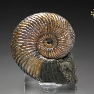 iridescent PYRITE replacing AMMONITE