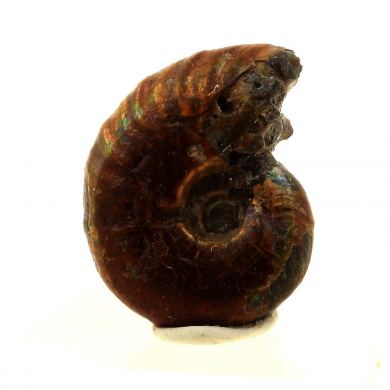 Ammonite Fossil Desmoceras pearly.